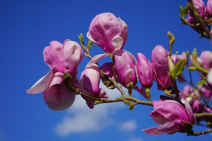 magnolia-324299_1920