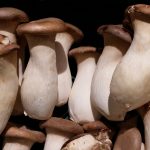 mushrooms-2151120_1280