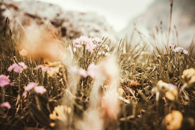 So duftet der Sommer