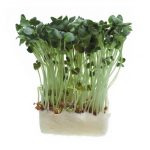 Manufaktur Gölles_C_Manfukatur Gölles_Kresse