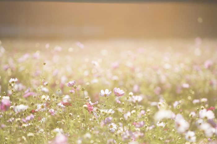 cosmos-flowers-1138041_1920