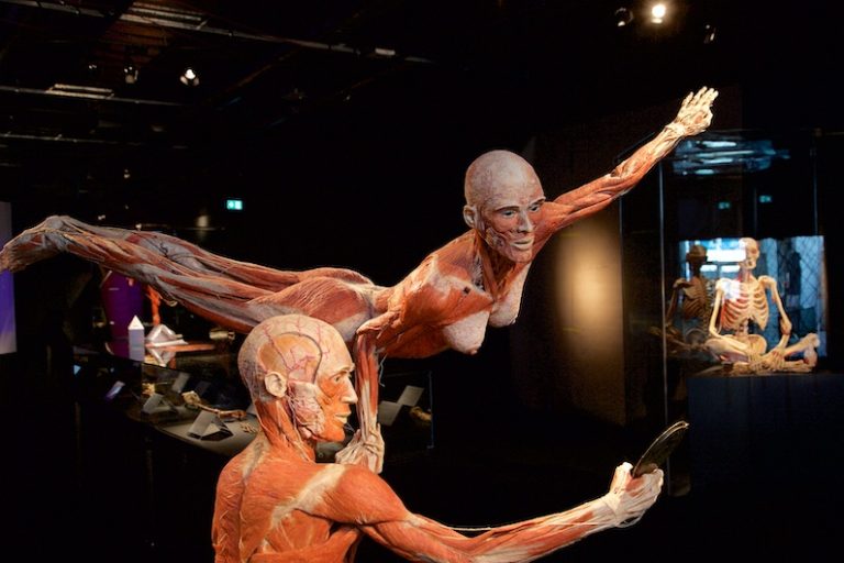 Körperwelten – am Puls der Zeit