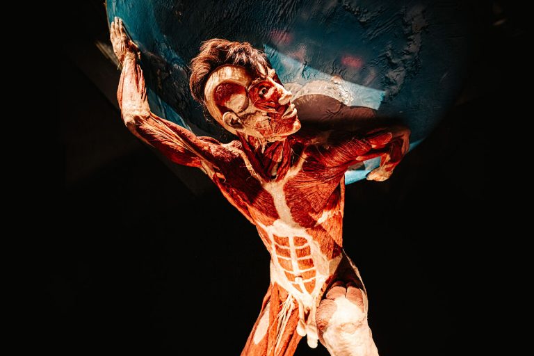 Wissen, das unter die Haut geht: Die neue Edition von KÖRPERWELTEN